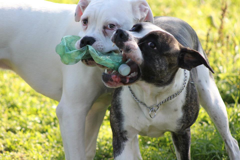 TAYSON E ISOTTA - 31/03/2012